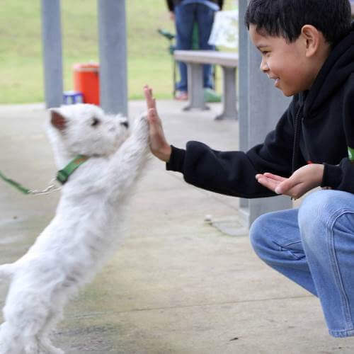 hond trainen met beloning